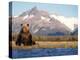 Brown Bear Stretching, Katmai National Park, Alaska, USA-Steve Kazlowski-Premier Image Canvas