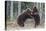 Brown bear two cubs play fighting, Kainuu, Finland-Jussi Murtosaari-Premier Image Canvas
