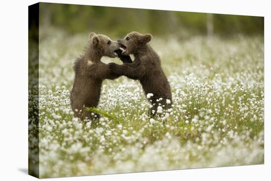 Brown Bear (Ursus arctos) cubs play fighting amongst cotton grass, Finland, June-Danny Green-Premier Image Canvas