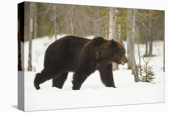 Brown Bear (Ursus arctos) during spring snowfall, Finland, Scandinavia, Europe-Kyle Moore-Premier Image Canvas