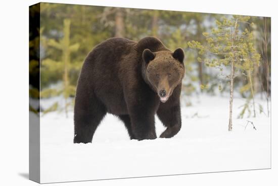 Brown Bear (Ursus arctos) during spring snowfall, Finland, Scandinavia, Europe-Kyle Moore-Premier Image Canvas