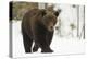 Brown Bear (Ursus arctos) during spring snowfall, Finland, Scandinavia, Europe-Kyle Moore-Premier Image Canvas