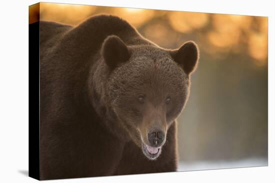 Brown Bear (Ursus arctos) during spring snowfall, Finland, Scandinavia, Europe-Kyle Moore-Premier Image Canvas