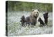 Brown Bear (Ursus arctos) female and cubs playing amongst the cotton grass, Finland-Danny Green-Premier Image Canvas