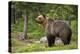 Brown Bear (Ursus Arctos), Finland, Scandinavia, Europe-Andrew Sproule-Premier Image Canvas