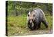 Brown Bear (Ursus Arctos), Finland, Scandinavia, Europe-Andrew Sproule-Premier Image Canvas