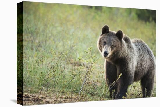 Brown Bear (Ursus Arctos), Finland, Scandinavia, Europe-Janette Hill-Premier Image Canvas