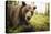 Brown Bear (Ursus Arctos), Finland, Scandinavia, Europe-Janette Hill-Premier Image Canvas