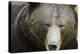 Brown Bear (Ursus Arctos), Finland, Scandinavia, Europe-Janette Hill-Premier Image Canvas