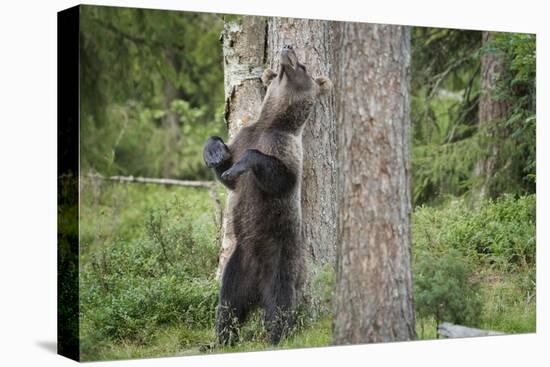 Brown Bear (Ursus Arctos), Finland, Scandinavia, Europe-Janette Hill-Premier Image Canvas