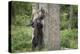 Brown Bear (Ursus Arctos), Finland, Scandinavia, Europe-Janette Hill-Premier Image Canvas