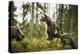 Brown Bear (Ursus Arctos), Finland, Scandinavia, Europe-Janette Hill-Premier Image Canvas