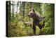Brown bear (Ursus Arctos), Finland, Scandinavia, Europe-Janette Hill-Premier Image Canvas