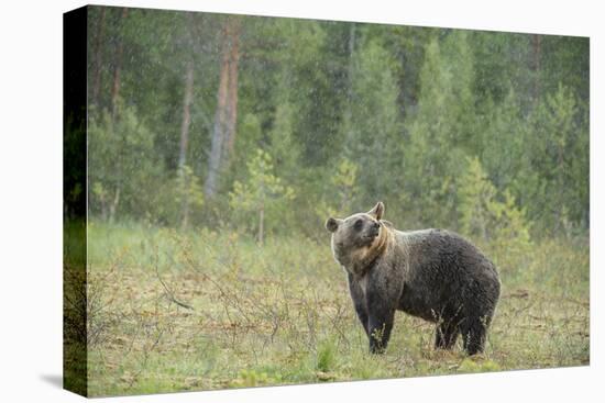 Brown bear (Ursus arctos), Finland, Scandinavia, Europe-Janette Hill-Premier Image Canvas