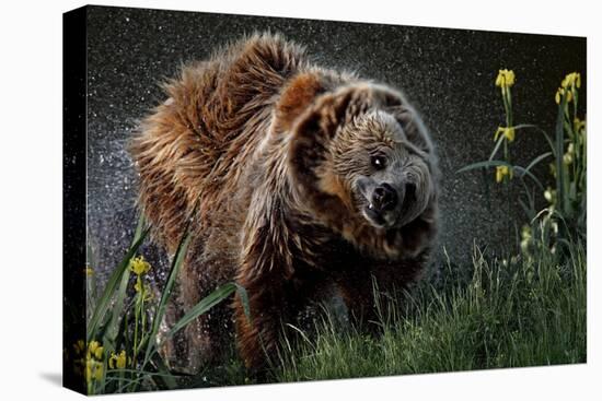 Brown-Bear, Ursus Arctos, Fur, Wet, Shakes-Ronald Wittek-Premier Image Canvas