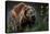 Brown-Bear, Ursus Arctos, Fur, Wet, Shakes-Ronald Wittek-Premier Image Canvas