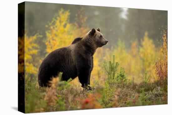 Brown bear (Ursus arctos) in autumnal forest, Finland, September-Danny Green-Premier Image Canvas