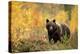 Brown bear (Ursus arctos) in autumnal forest, Finland, September-Danny Green-Premier Image Canvas