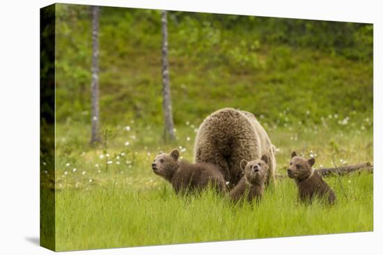 Brown Bear (Ursus Arctos) Mother and Cubs, Finland, Scandinavia, Europe-Andrew Sproule-Premier Image Canvas