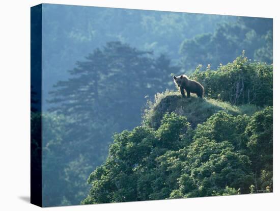 Brown Bear-null-Premier Image Canvas