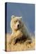 Brown Bear-Howard Ruby-Premier Image Canvas