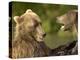 Brown Bears Fighting, Kronotsky Nature Reserve, Kamchatka, Far East Russia-Igor Shpilenok-Premier Image Canvas