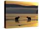 Brown Bears in Water at Sunrise, Kronotsky Nature Reserve, Kamchatka, Far East Russia-Igor Shpilenok-Premier Image Canvas