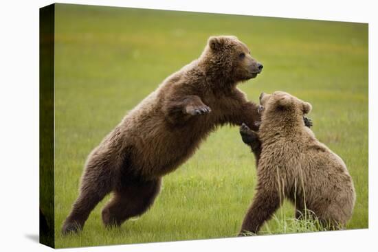 Brown Bears Sparring in Meadow at Hallo Bay-Paul Souders-Premier Image Canvas