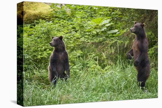 Brown Bears Standing on Baranof Island-null-Premier Image Canvas