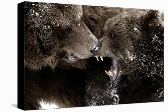 Brown Bears, Ursus Arctos, Fight, Detail Series, Animals-Ronald Wittek-Premier Image Canvas