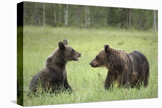 Brown Bears (Ursus Arctos), Finland, Europe-Janette Hill-Premier Image Canvas