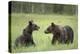 Brown Bears (Ursus Arctos), Finland, Europe-Janette Hill-Premier Image Canvas