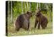 Brown Bears (Ursus Arctos), Finland, Scandinavia, Europe-Andrew Sproule-Premier Image Canvas