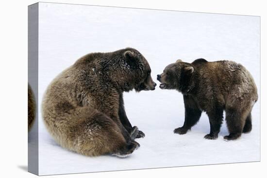 Brown Bears, Ursus Arctos, Sit, Stand, Gaze Contact-Ronald Wittek-Premier Image Canvas