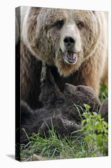 Brown-Bears, Ursus Arctos, Young, Dam-Ronald Wittek-Premier Image Canvas