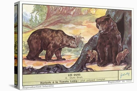 Brown Bears-null-Stretched Canvas
