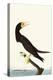 Brown Booby-John James Audubon-Stretched Canvas