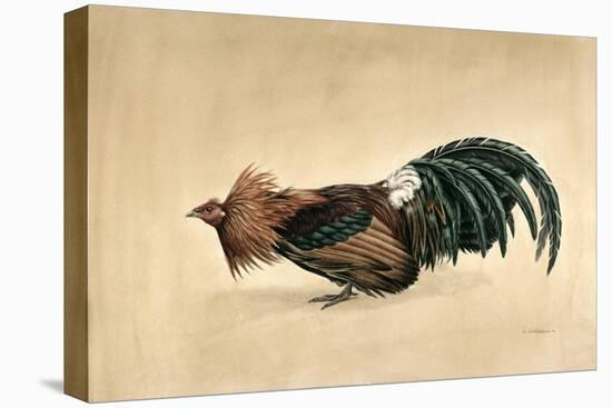 Brown-Breasted Red Bantam, 1985-Mary Clare Critchley-Salmonson-Premier Image Canvas
