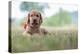 Brown Broholmer dog breed puppy lying on the grass and looking into camera-Francesco Fanti-Premier Image Canvas