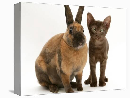 Brown Burmese-Cross Kitten with Rex Rabbit-Jane Burton-Premier Image Canvas