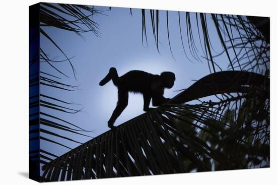 Brown Capuchin, Guyana-Pete Oxford-Premier Image Canvas