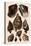 Brown Conch Variations-Albertus Seba-Premier Image Canvas