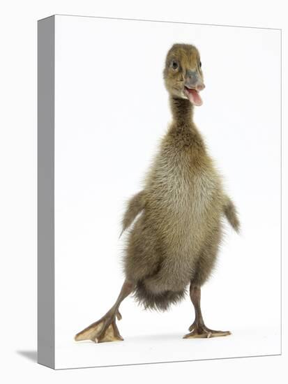 Brown Duckling Cheeping, Against White Background-Mark Taylor-Premier Image Canvas