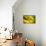 Brown-eyed Susan-Ursula Abresch-Premier Image Canvas displayed on a wall