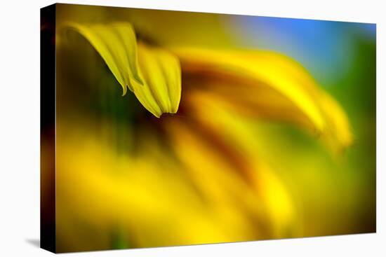 Brown-eyed Susan-Ursula Abresch-Premier Image Canvas