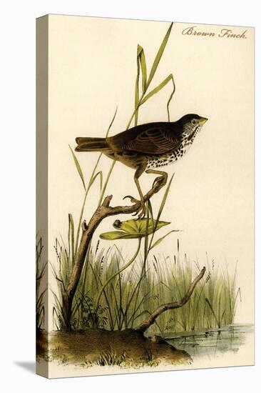 Brown Finch-John James Audubon-Stretched Canvas