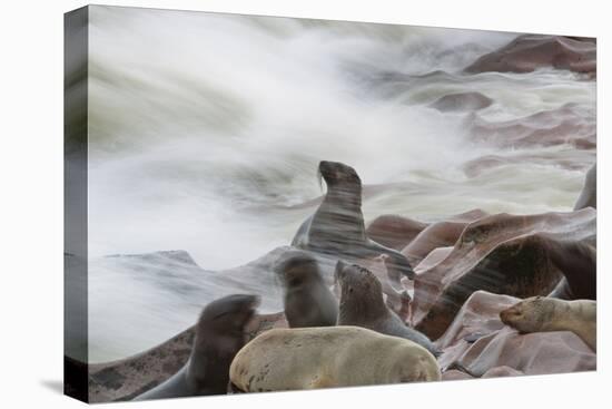 Brown Fur Seals, Arctocephalus Pusillus, Stands Strong Against the Waves in Cape Cross, Namibia-Alex Saberi-Premier Image Canvas