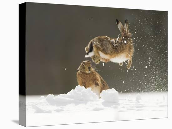 Brown Hare (Lepus Europaeus) Adult Female (Mid-Air) Leaping Out of Her Form in Snow-Andrew Parkinson-Premier Image Canvas