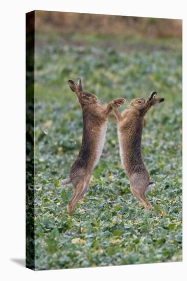 Brown Hares Two Boxing-null-Premier Image Canvas