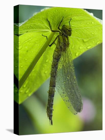 Brown Hawker Aeshna Dragonfly Newly Emerged Adult Sheltering from Rain, West Sussex, England, UK-Andy Sands-Premier Image Canvas